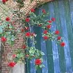 La Madeleine De Proust Leonie *